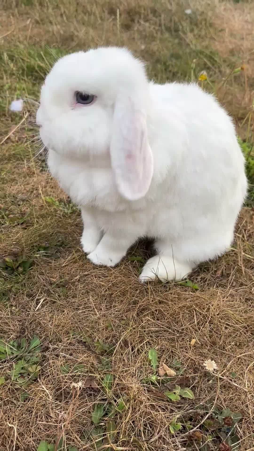 Mini Lop rabbits for sale: Two Blue eye white mini lop rabbits (and hutch) - Video 1