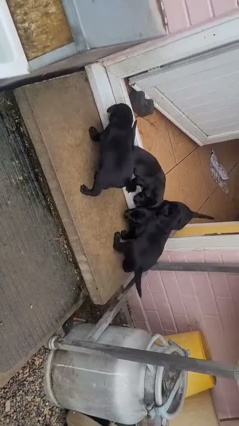 Labrador Retriever dogs for sale: Black labrador puppies - Video 1