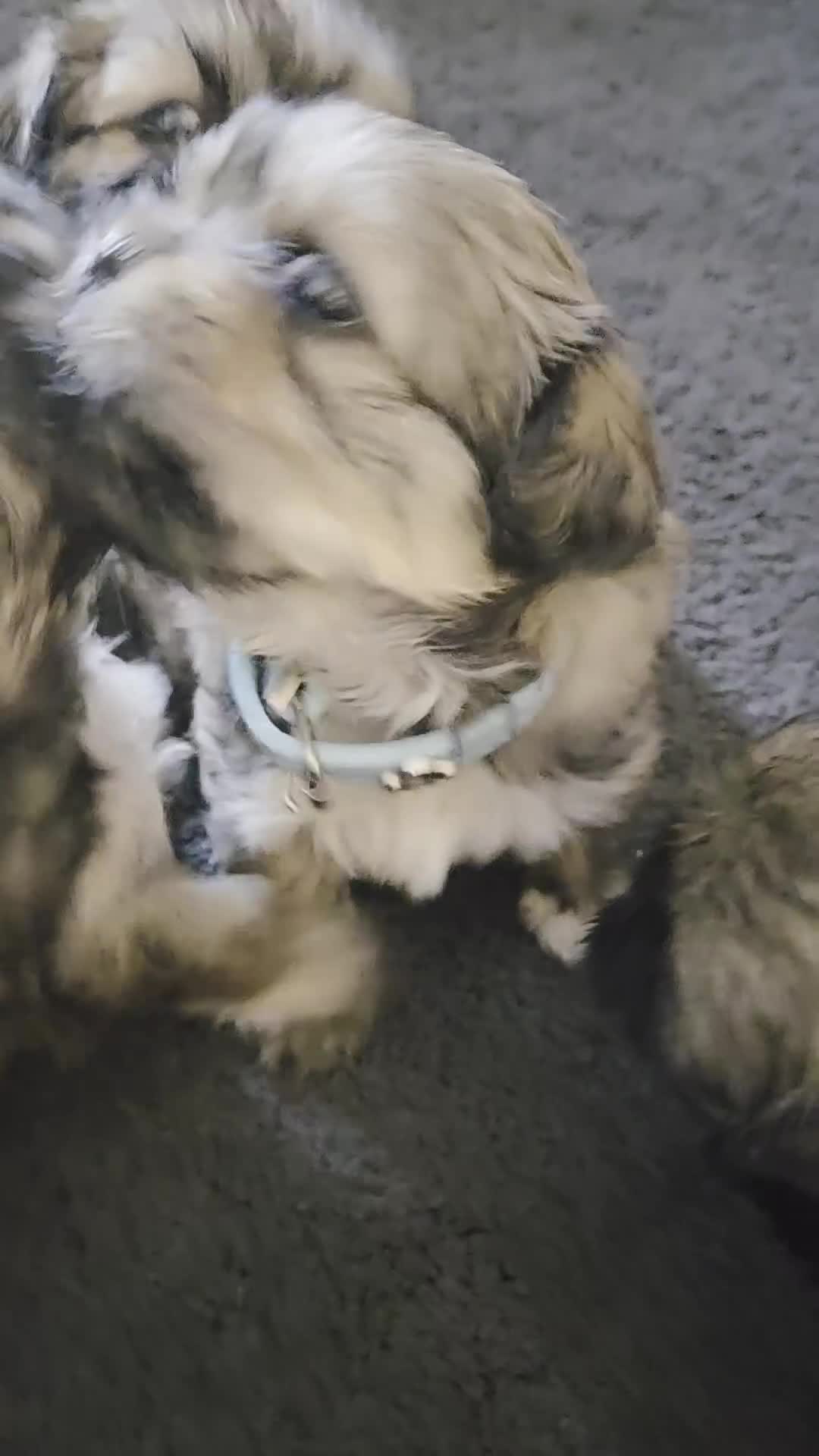 Shih Tzu dogs for sale: Shitz shu puppies  - Video 1