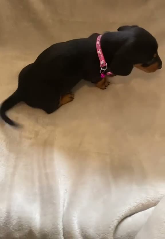 Dachshund dogs for sale: 7 beautiful puppy’s looking for a forever home.  - Video 3