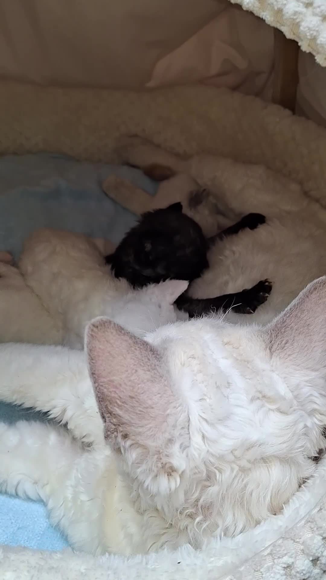 Devon Rex cats for sale: 🌸 Wonderful Devon Rex Kittens Raised with Love 🌸 - Video 2