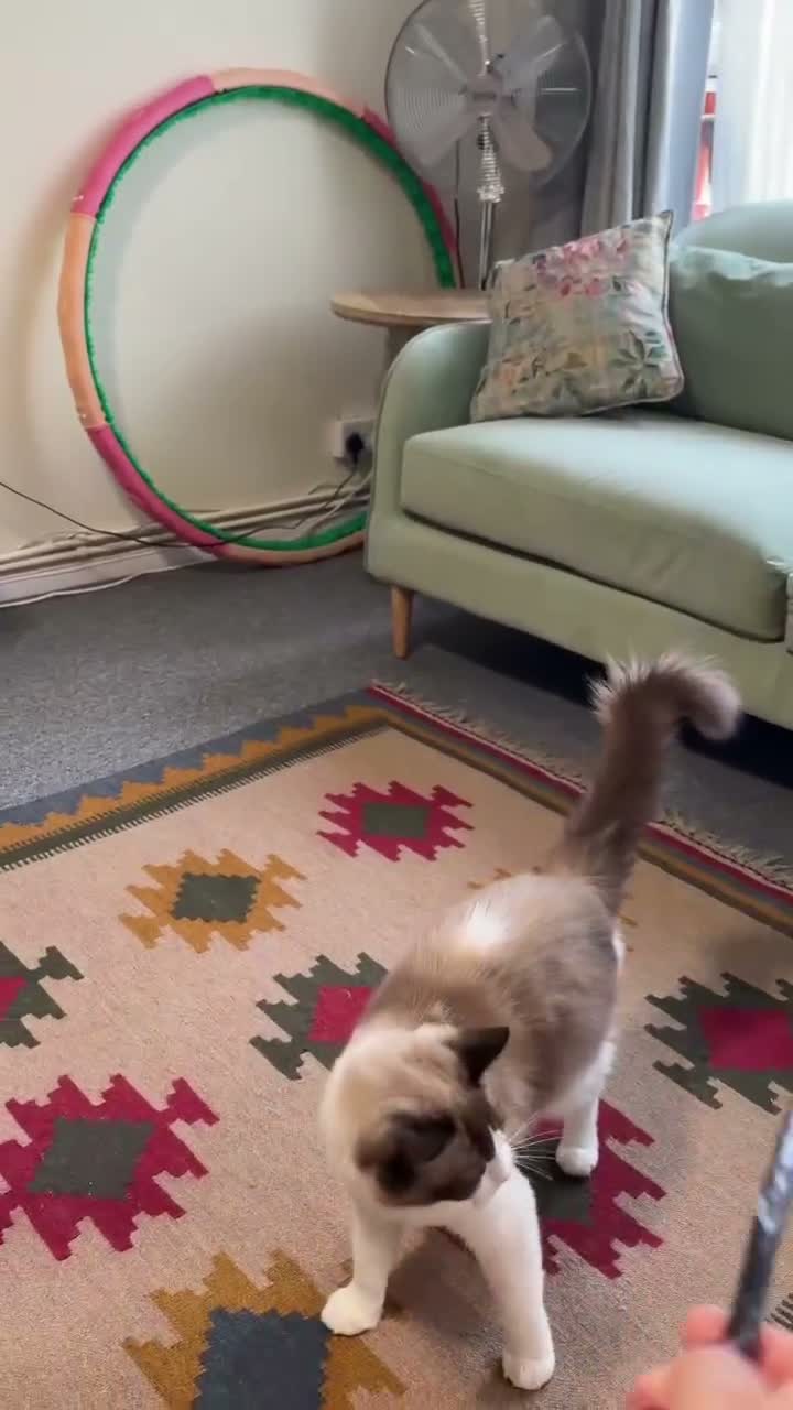 Ragdoll cats for sale: Ragdoll - Video 1