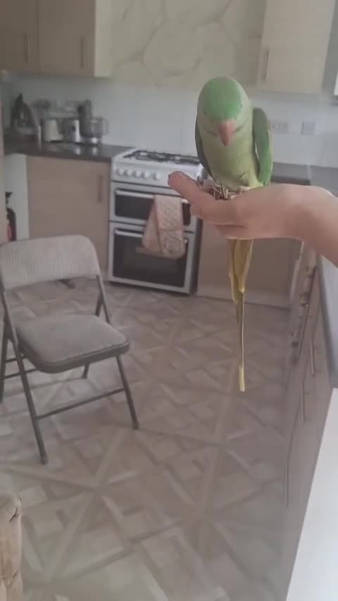 Ringnecks birds for sale: Hand tamed alexanderine with a cage and stand in Birmingham - Video 1