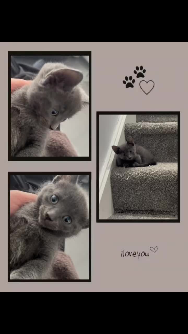 Maine Coon cats for sale: 2 beautiful cross kittens looking for loving homes - Video 3