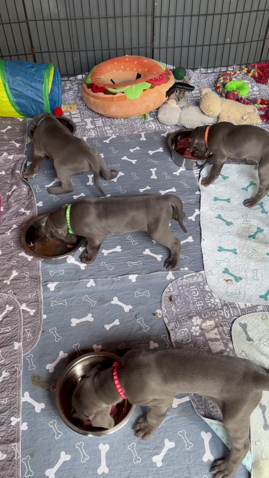 Great Dane dogs for sale: Gorgeous blue KC Great Danes.Ready now! - Video 2