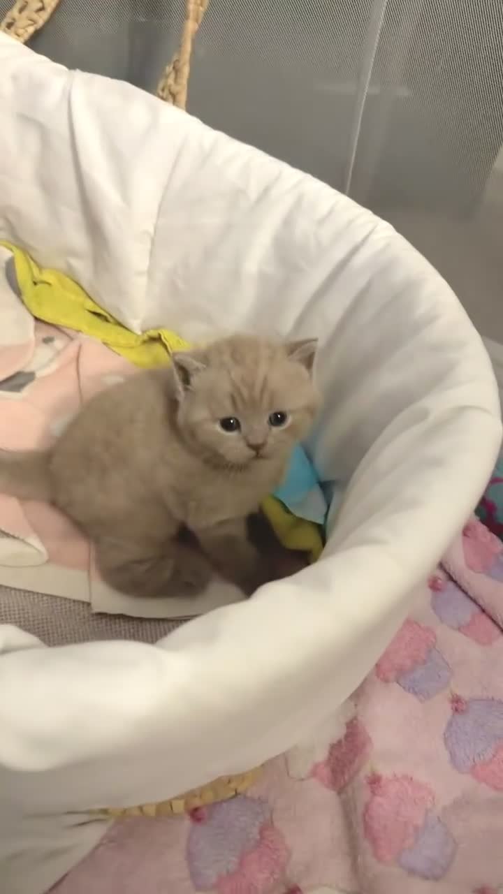 British Shorthair cats for sale: TICA Registered Lilac BSH Kitten – Champion Dad - Video 3