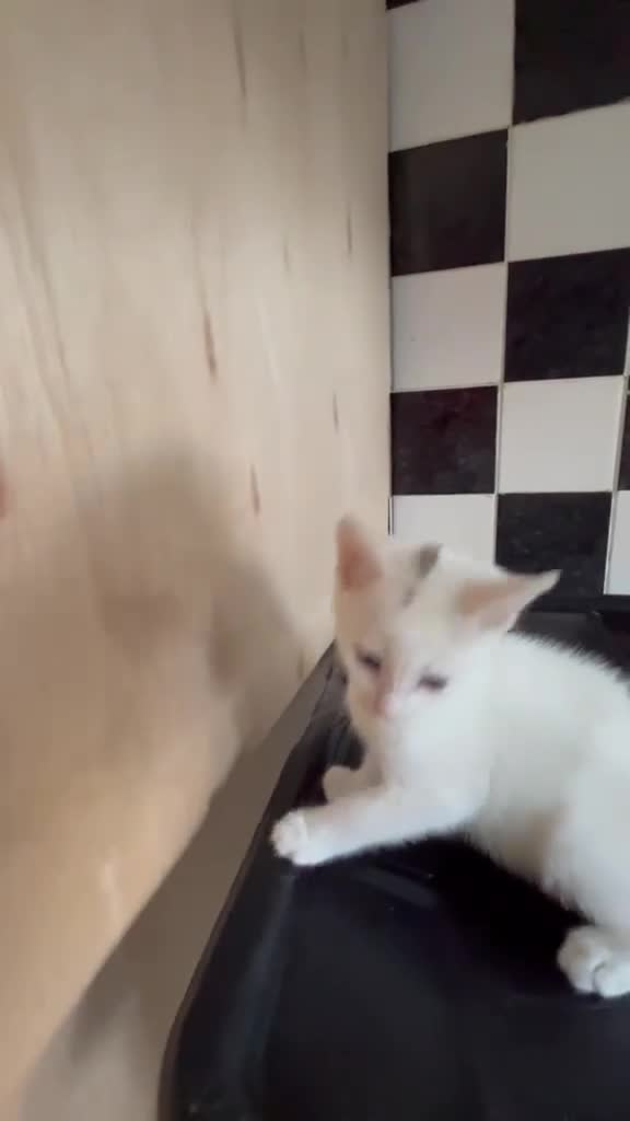 Mixed Breed cats for sale: 2 beautiful kittens  - Video 2