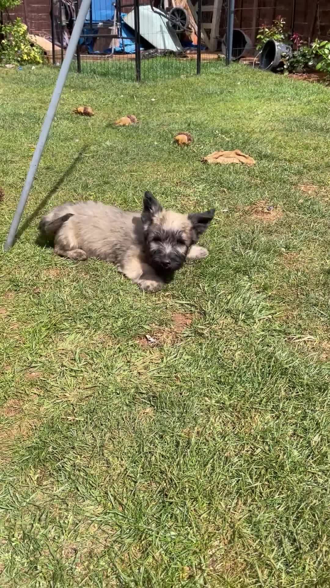 Skye Terrier dogs for sale: Exceptional Skye Terrier Puppies. Rare breed.  - Video 1