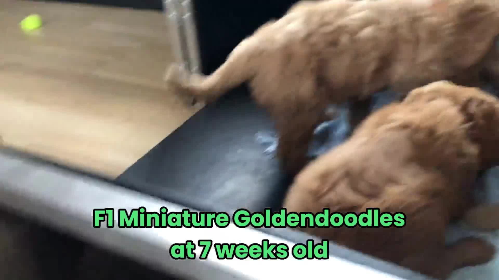 Goldendoodle dogs for sale: F1 Miniature Goldendoodle 100% DNA Health Tested - Video 1