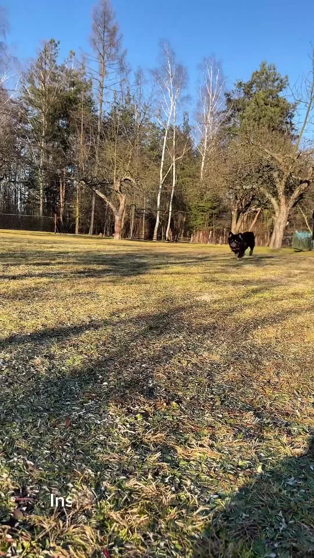 French Bulldog dogs for stud: PROVEN STUD Louis Isabella, Rojo Visual Fluffy in London - Video 2