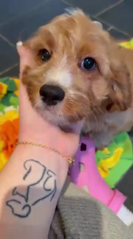 Cavapoo dogs for sale: Beautiful fully DNA tested Cavapoo's  - Video 4
