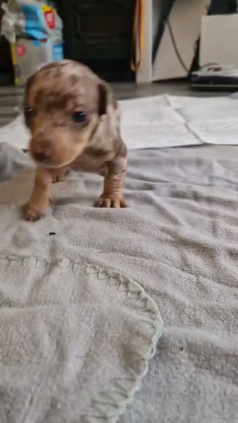 Miniature Dachshund dogs for sale: Miniature dachshund puppy  in Liverpool - Video 2
