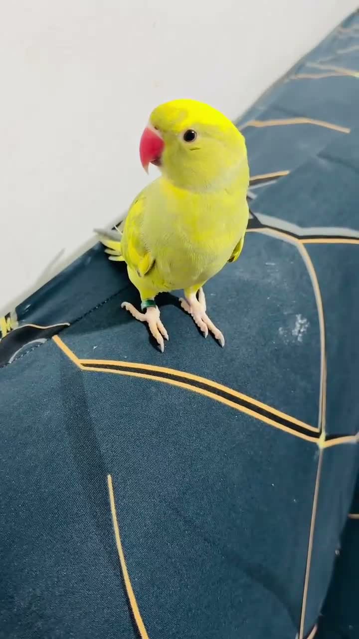 Ringnecks birds for sale: Green Ringneck Pied in Hounslow - Video 1