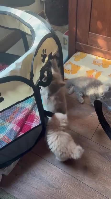 Persian cats for sale: Gorgeous persian kittens - Video 1