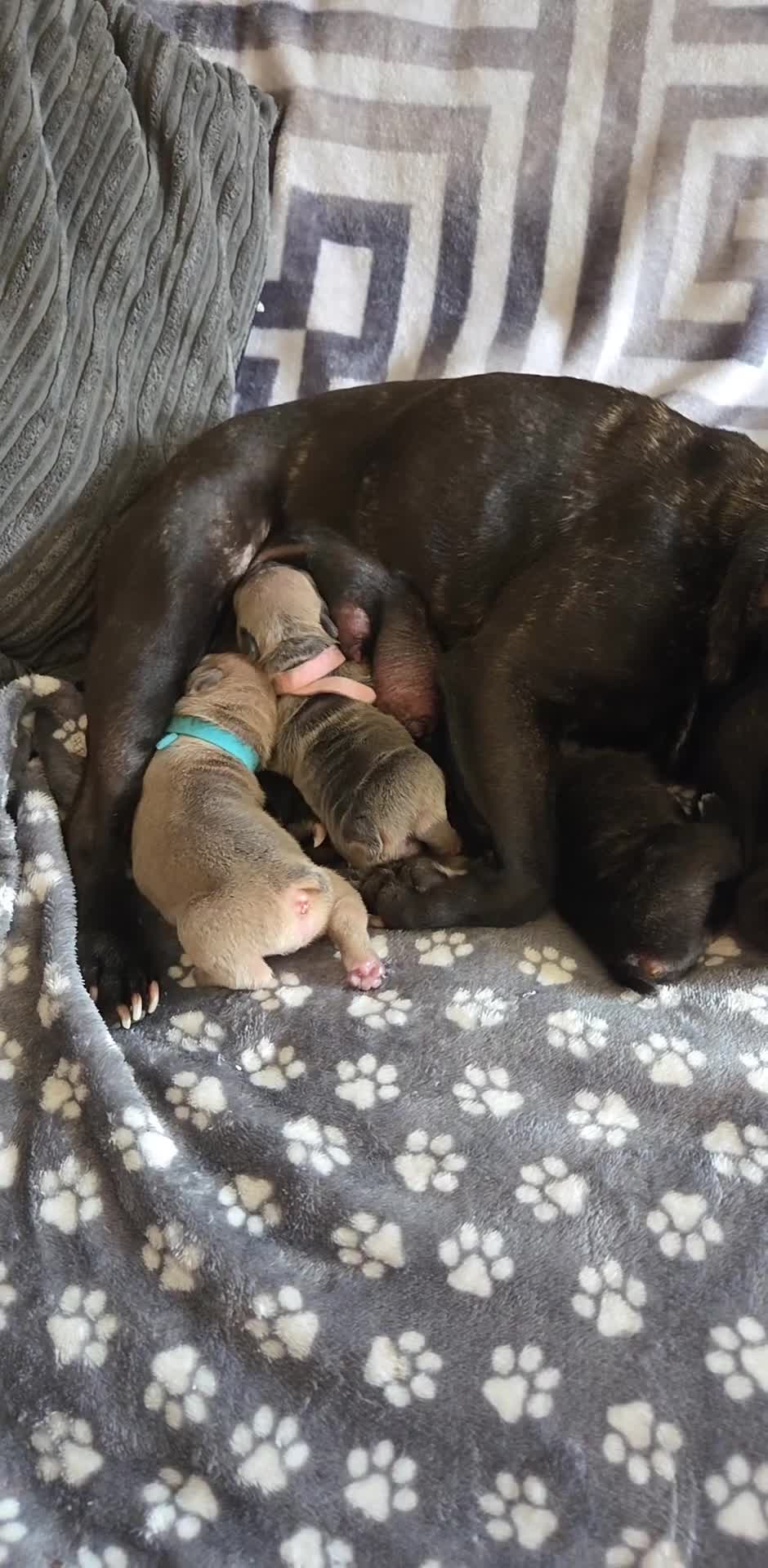 French Bulldog dogs for sale: 1 little girl left french bulldog  - Video 1