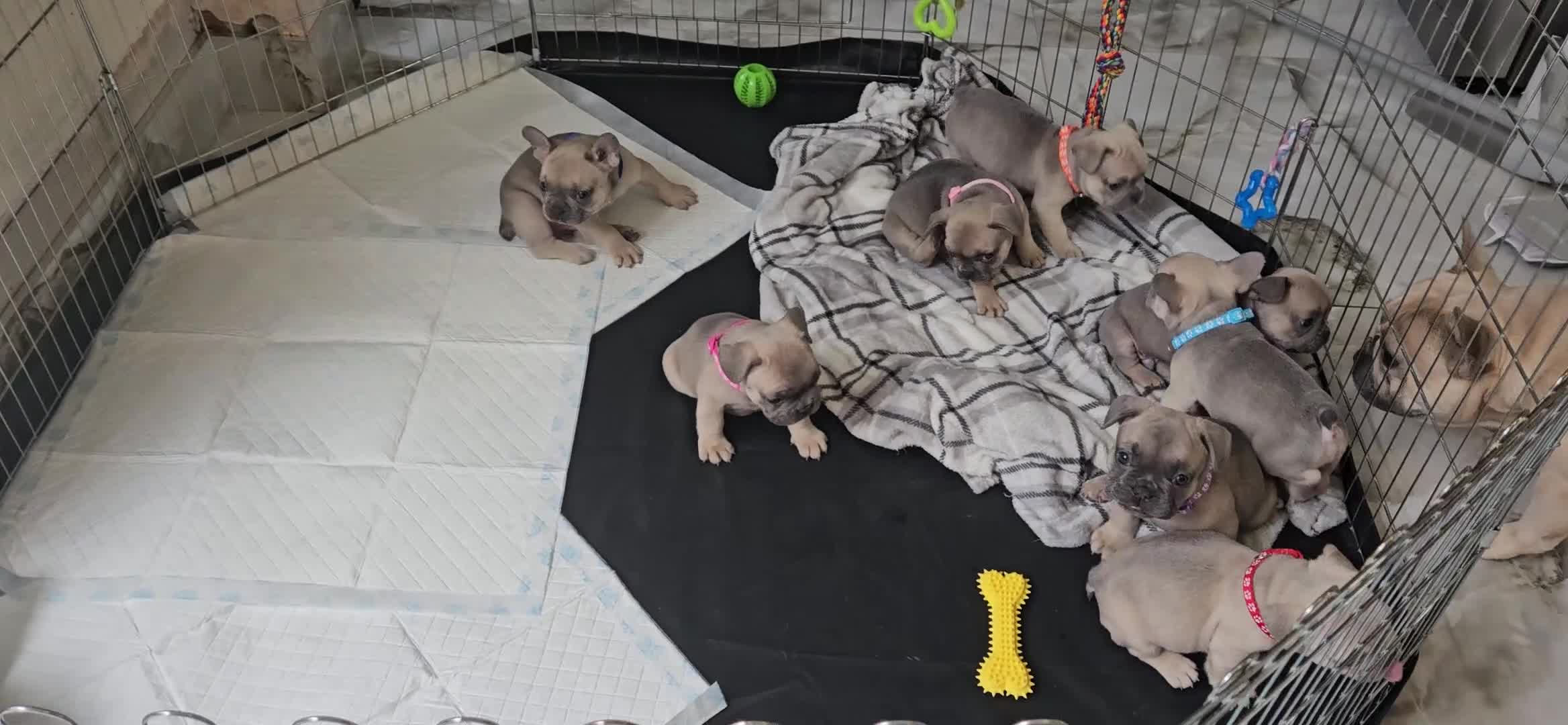 French Bulldog dogs for sale: French bulldog lilac/blue fawn  - Video 1