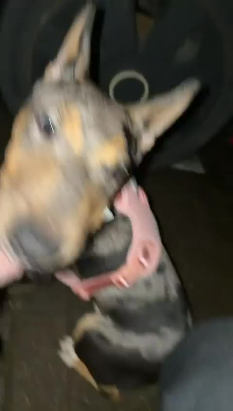 Miniature Bull terrier dogs for sale: Miniature EBT tricolor merle Female - Video 1