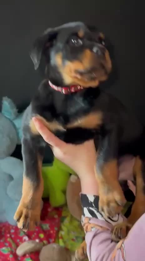 Rottweiler dogs for sale: Gorgeous Male Rotty Pup for Sale! Ready to Leave - Video 1