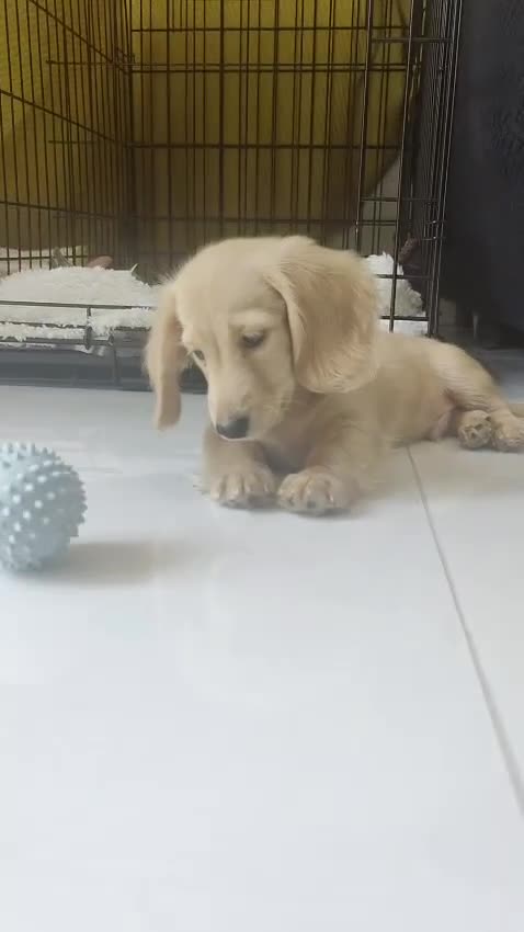 Miniature Dachshund dogs for sale: Reduced - KC reg Cream miniature Dachshund puppy - Video 2