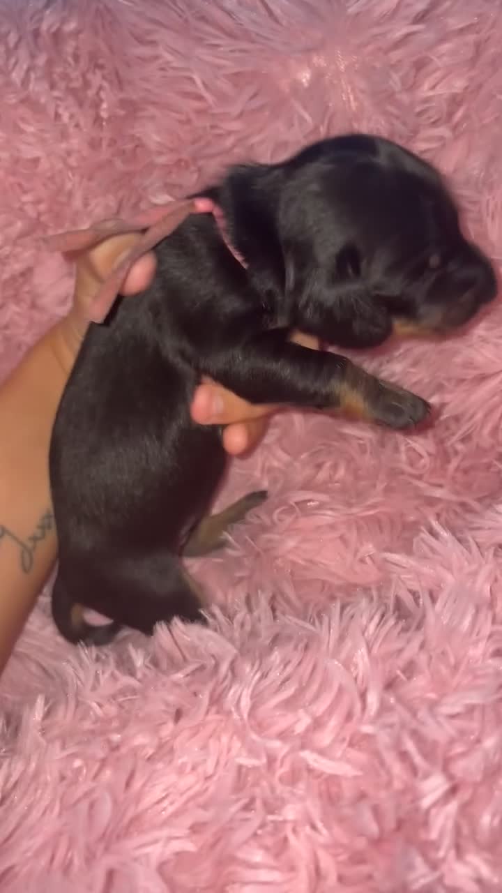 Dachshund dogs for sale: Dachshund puppies - Video 2