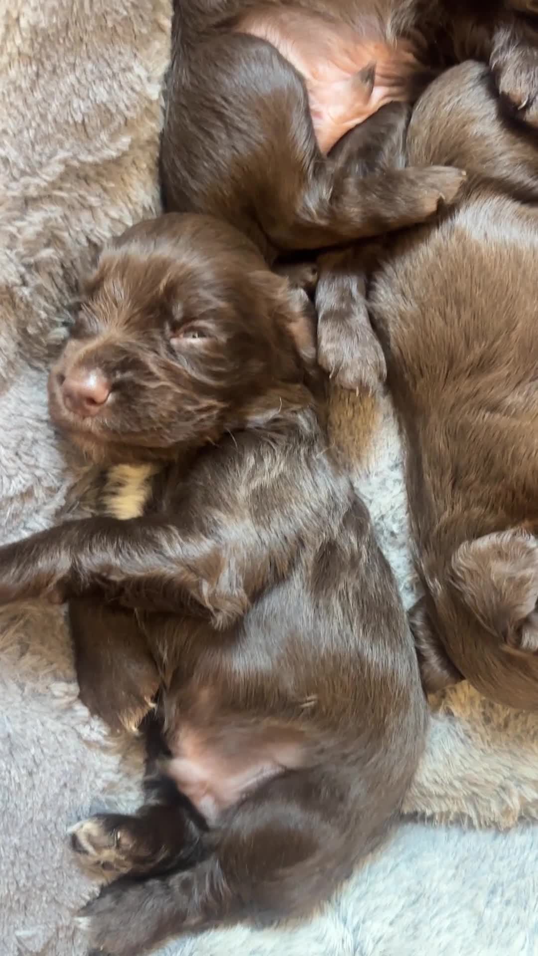 Cocker Spaniel dogs for sale: Working cocker spaniel puppies - Video 1