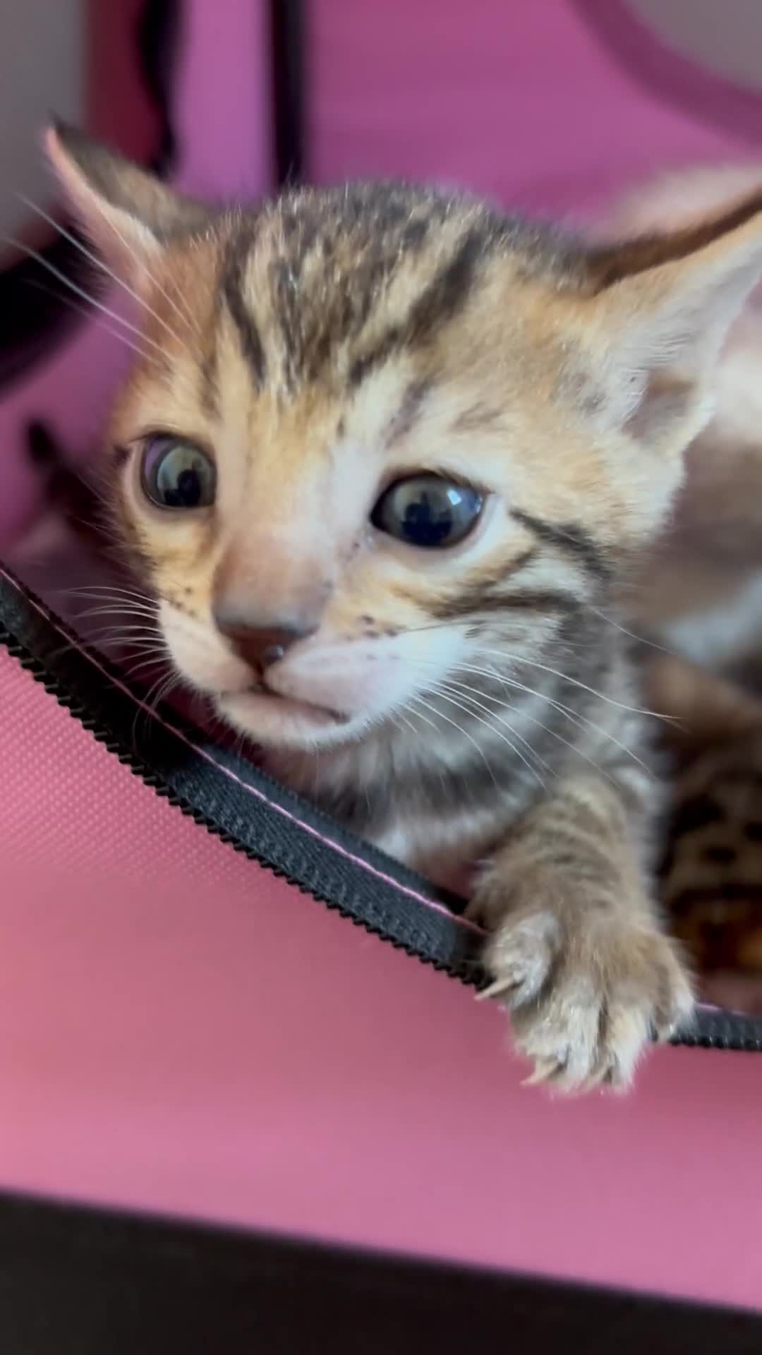 Bengal cats for sale: Supreme Grand Champion TICA bengal kittens  - Video 1