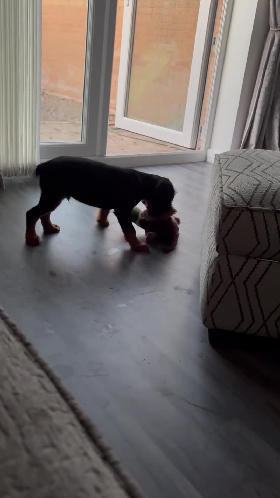 Cocker Spaniel dogs for sale: Black & tan cocker spaniel  - Video 1