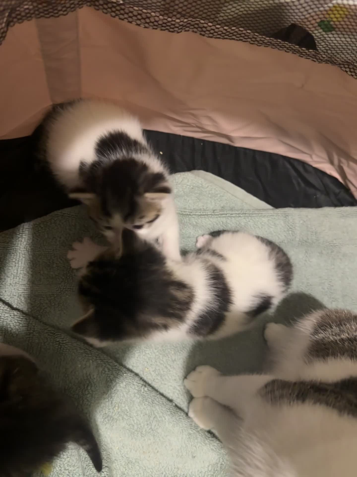 Domestic Shorthair cats for sale: LAST GIRL LOOKING FOR FOREVER HOME🌸🩷 - Video 1