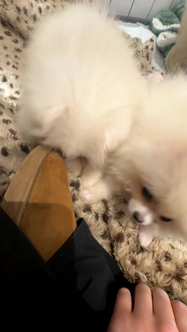 Pomeranian dogs for sale: Poms  - Video 2