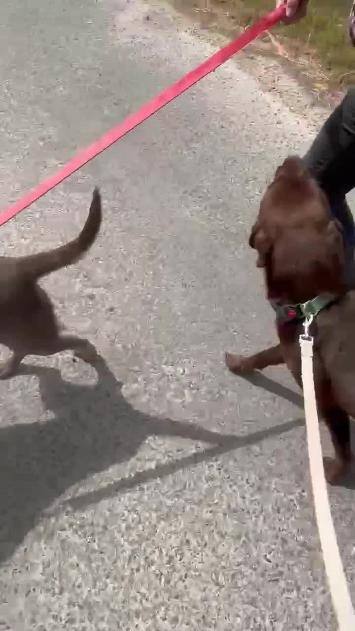 Labrador Retriever dogs for sale: Kc chocolate Labrador  - Video 1