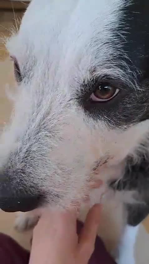 Mixed Breed dogs for sale: 2 yr old female Bulldog/Old English Sheepdog Mix - Video 3