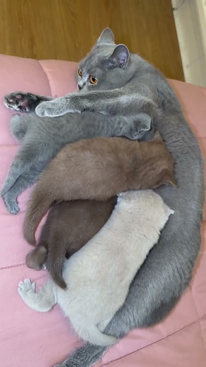 British Shorthair cats for sale: Fully british short hair kittens  - Video 1