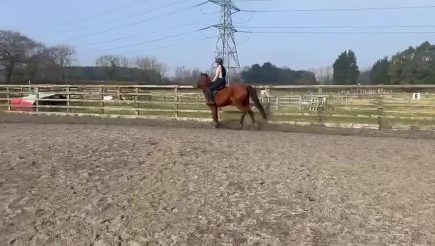 Trotter horses for sale: Ruby project mare for sale  - Video 2