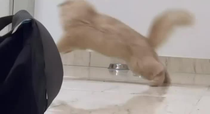 Mixed Breed cats for sale: Lutty - Video 1