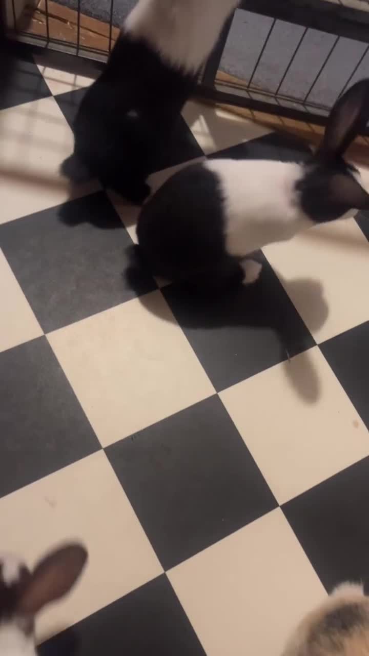 Dutch rabbits for sale: ‼️4 pure bred Dutches ready soon‼️ - Video 2