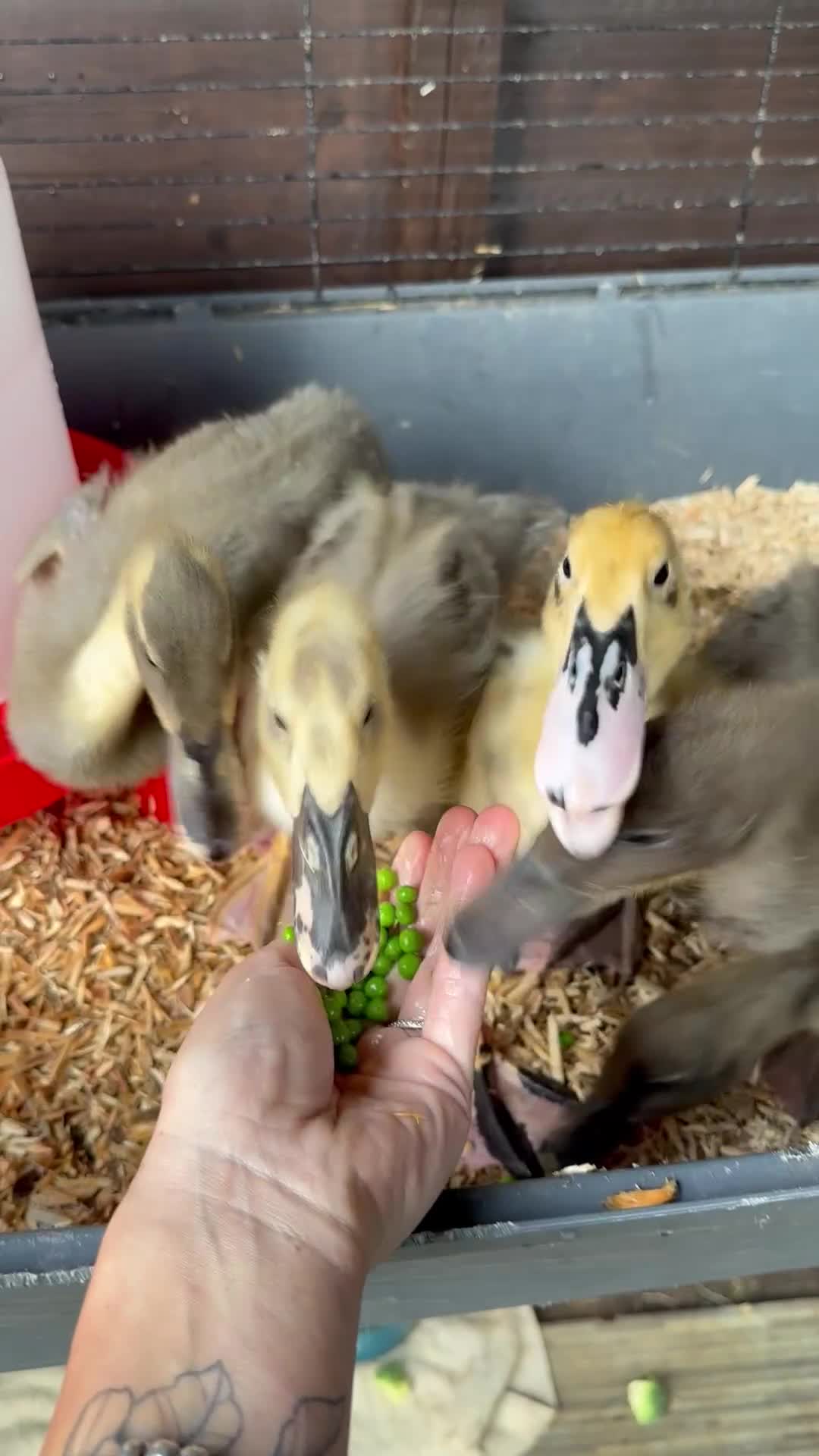 Ducks poultry for sale: Unsexed Indian runner ducklings - Video 1