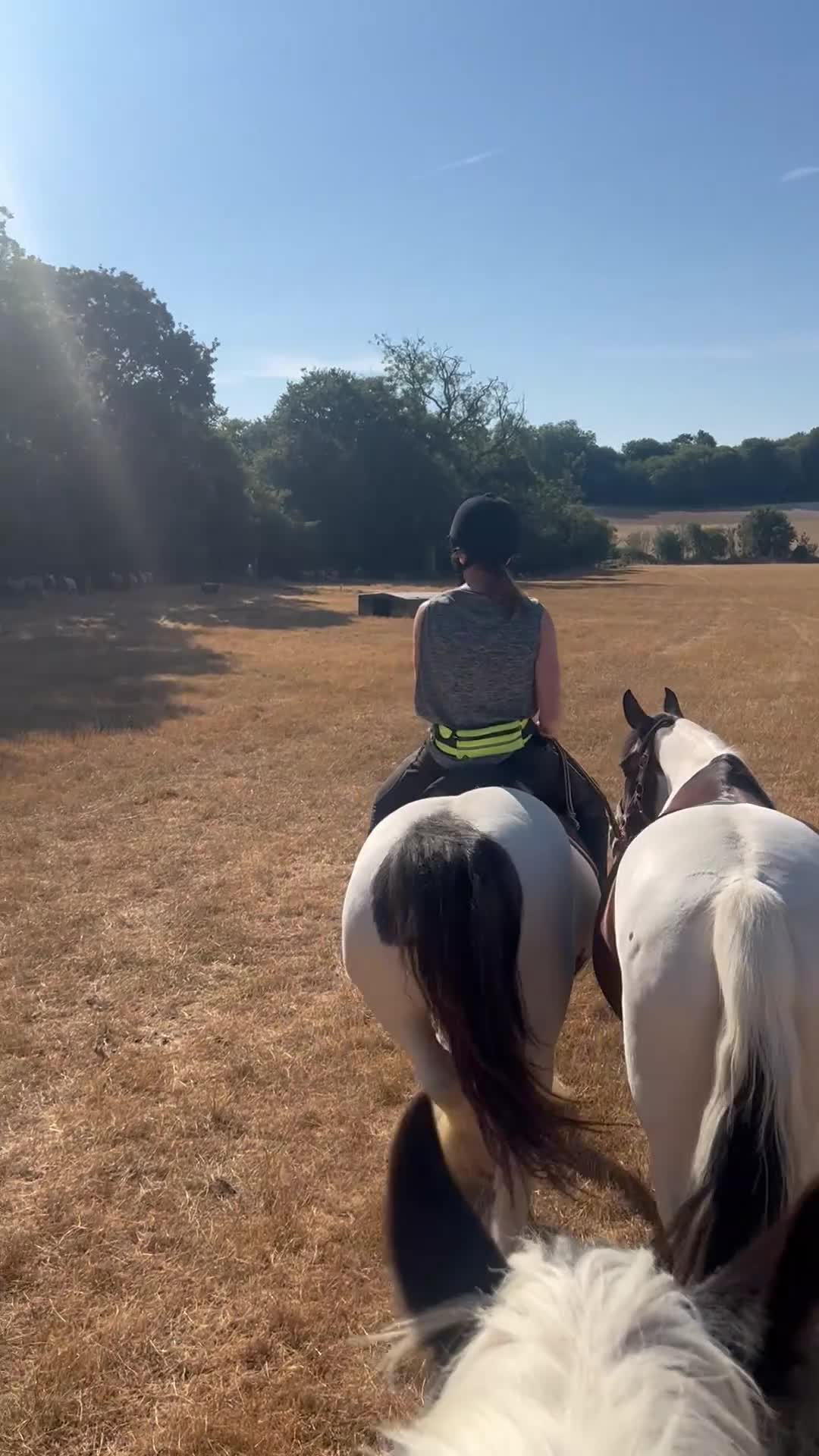 Irish Cob horses for sale: Ride & drive heavy cob  - Video 3