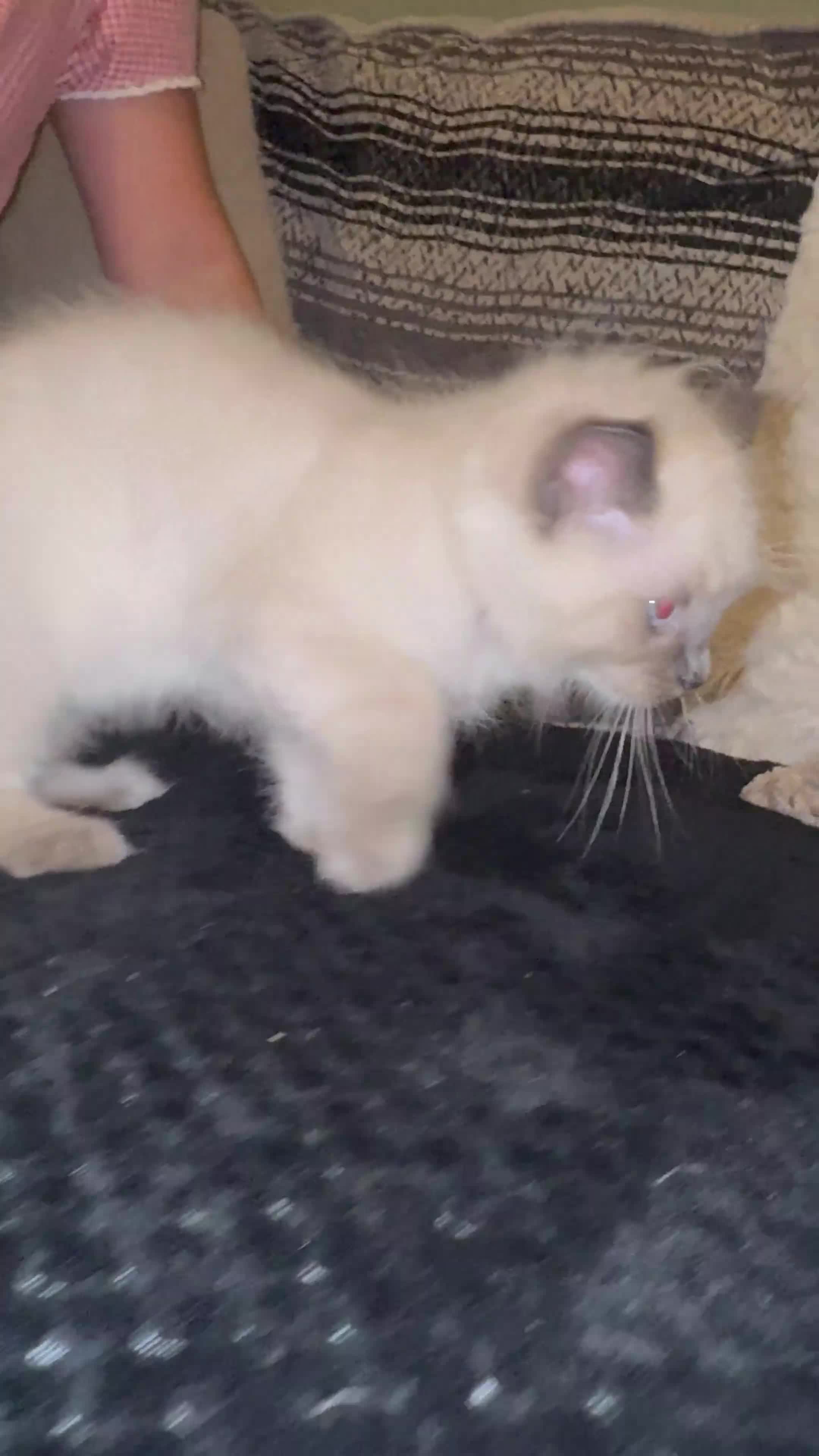 Ragdoll cats for sale: Ragdoll kittens blue mitted  - Video 1