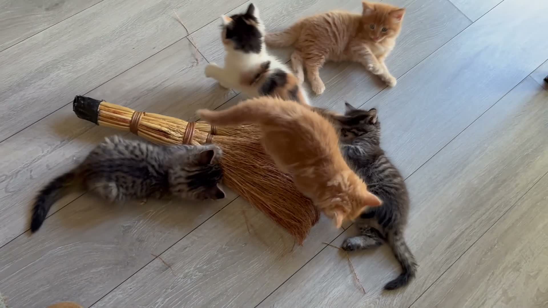 Mixed Breed cats for sale: Healthy , Energetic, Absolutely stunning 8  - Video 1