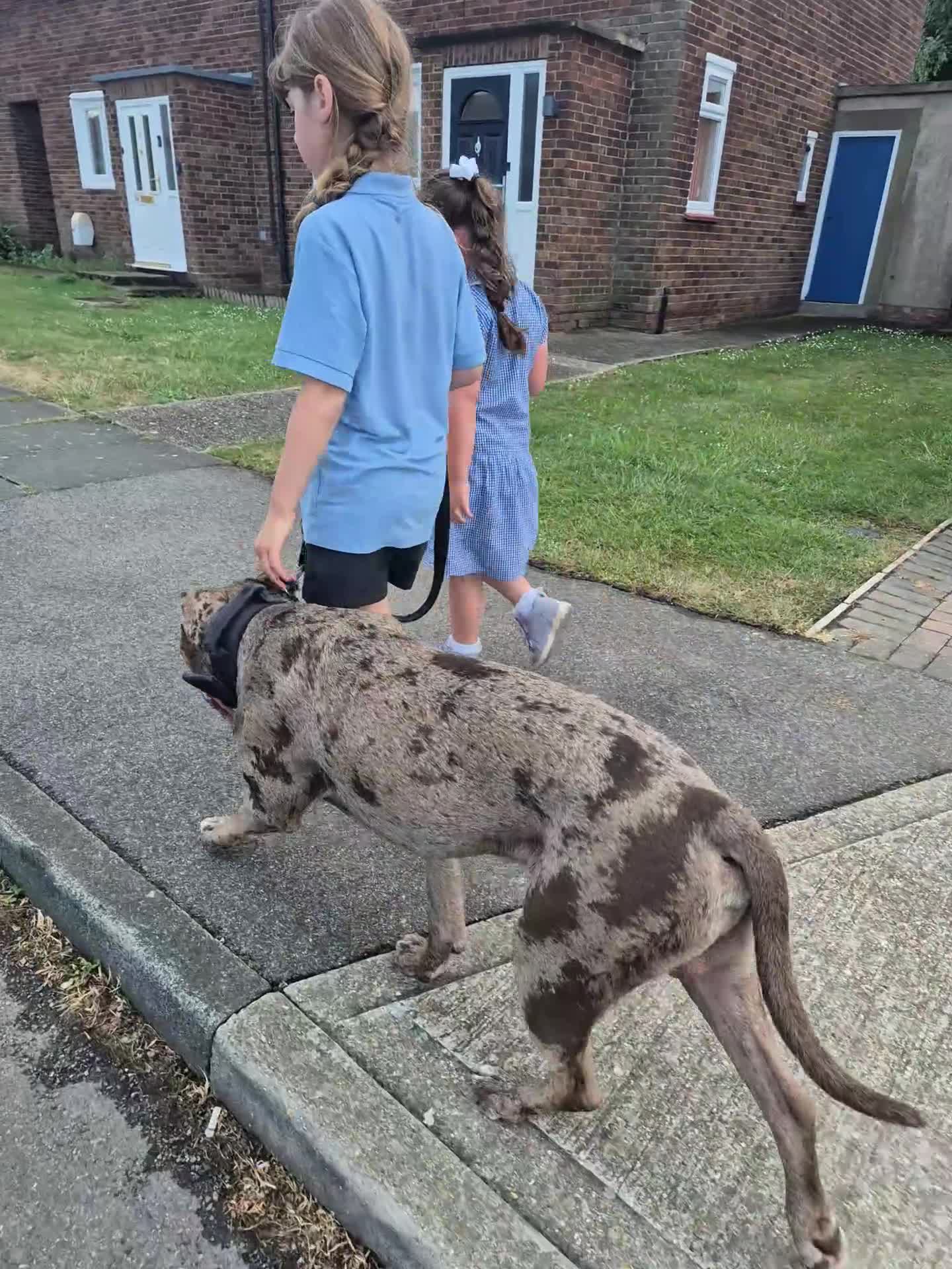 Mastiff dogs for sale: MASTIFF pups for sale in Whitstable - Video 1
