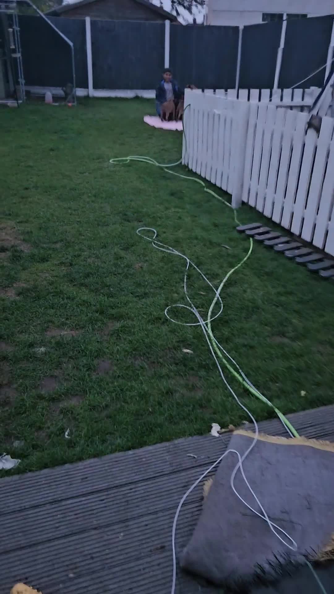 Belgian Shepherd Dog dogs for sale: KC Registered Mali Pups ***Last 1 girl - Video 4