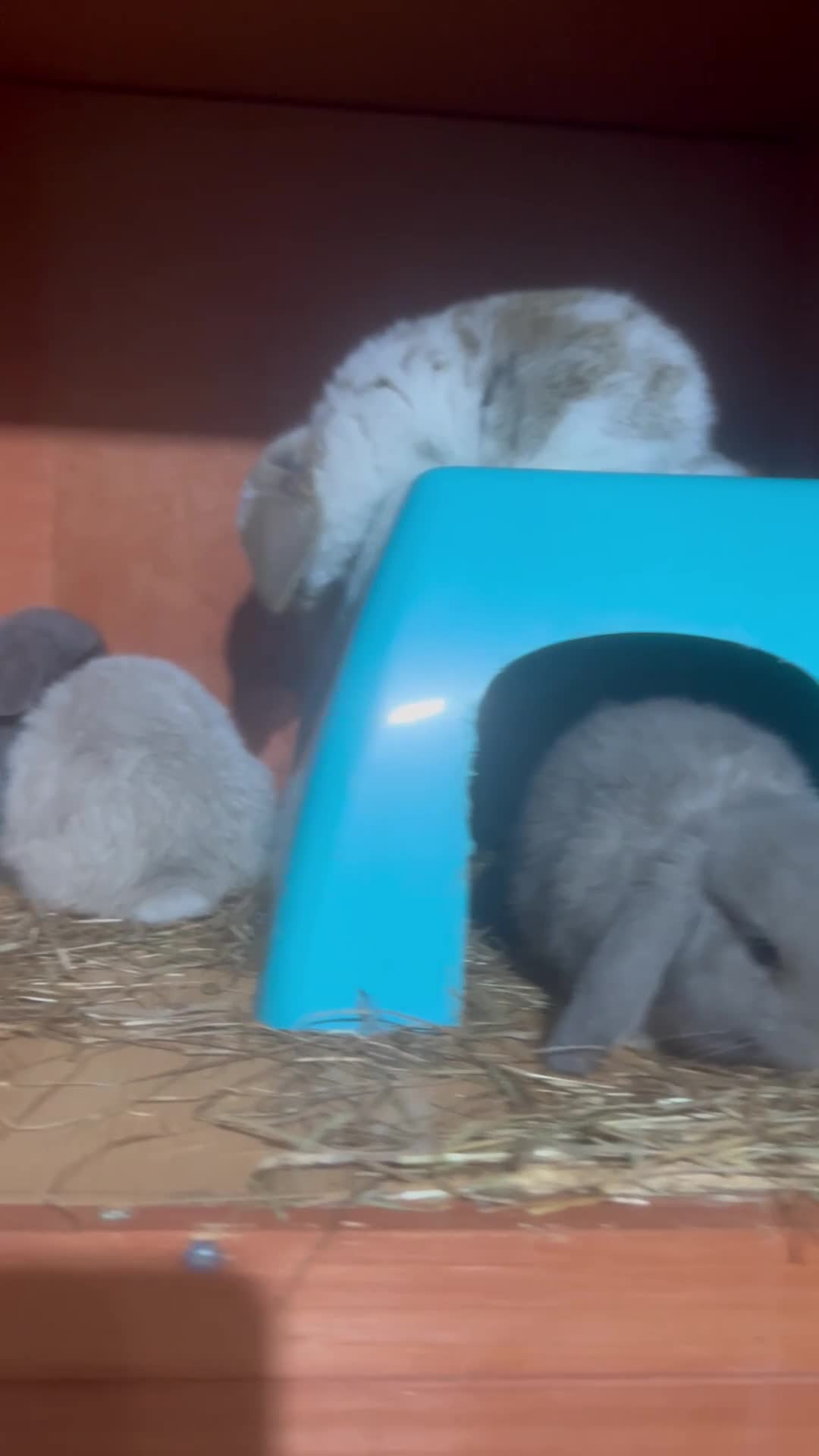 Mini Lop rabbits for sale: Beautiful mini lop Bunnies - Video 2