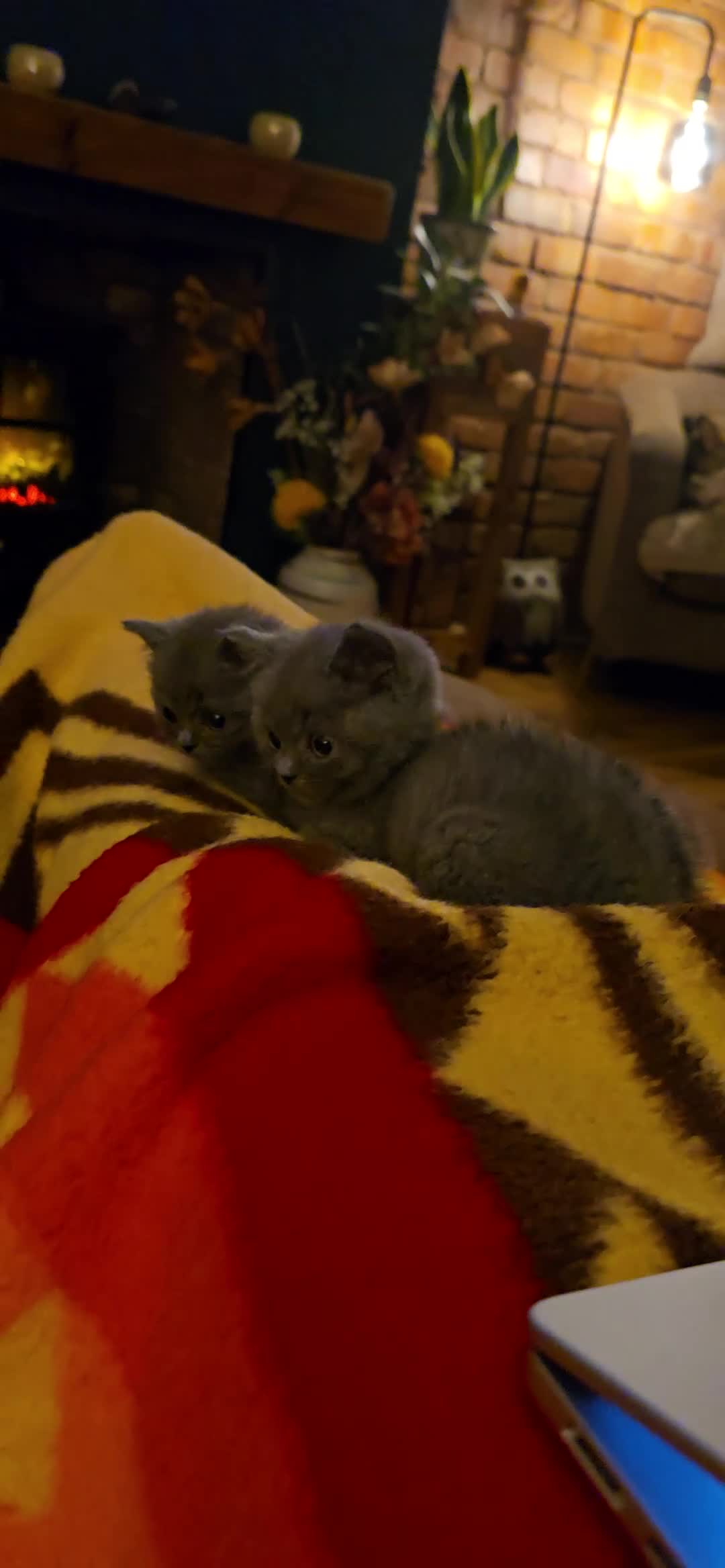 British Shorthair cats for sale: Adorable British Shorthairs. Ready 29/12. - Video 2