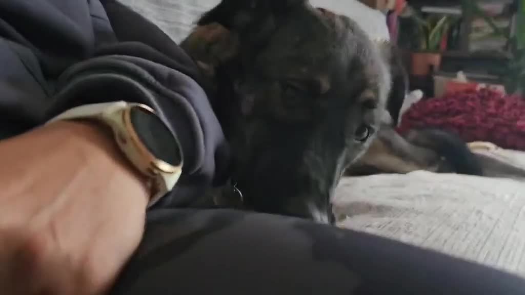 Mixed Breed dogs for adoption: ELSA - Adorable girl needs a patient, loving home in Gloucester - Video 2