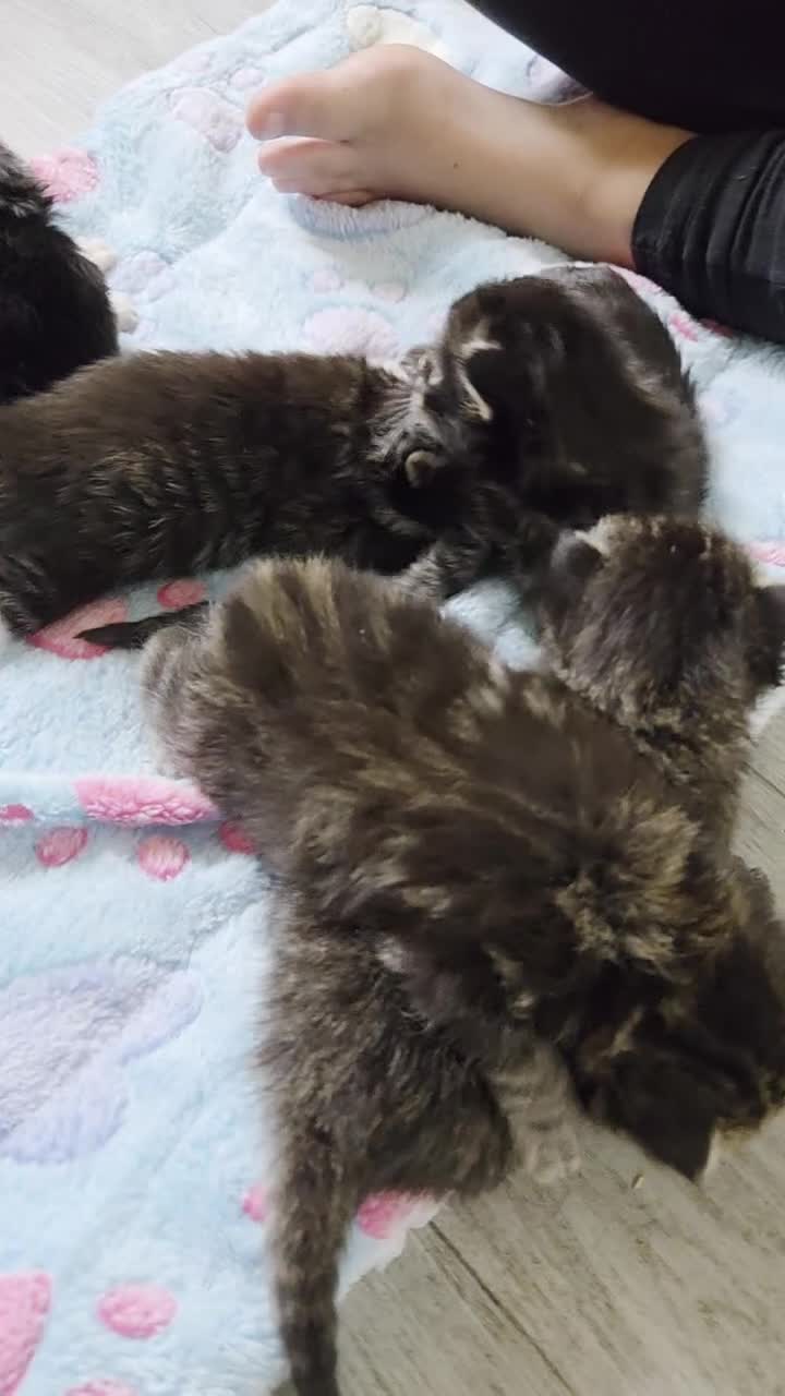 Maine Coon cats for sale: Stunning Full Maine Coon Kittens in Stoke-on-Trent - Video 2