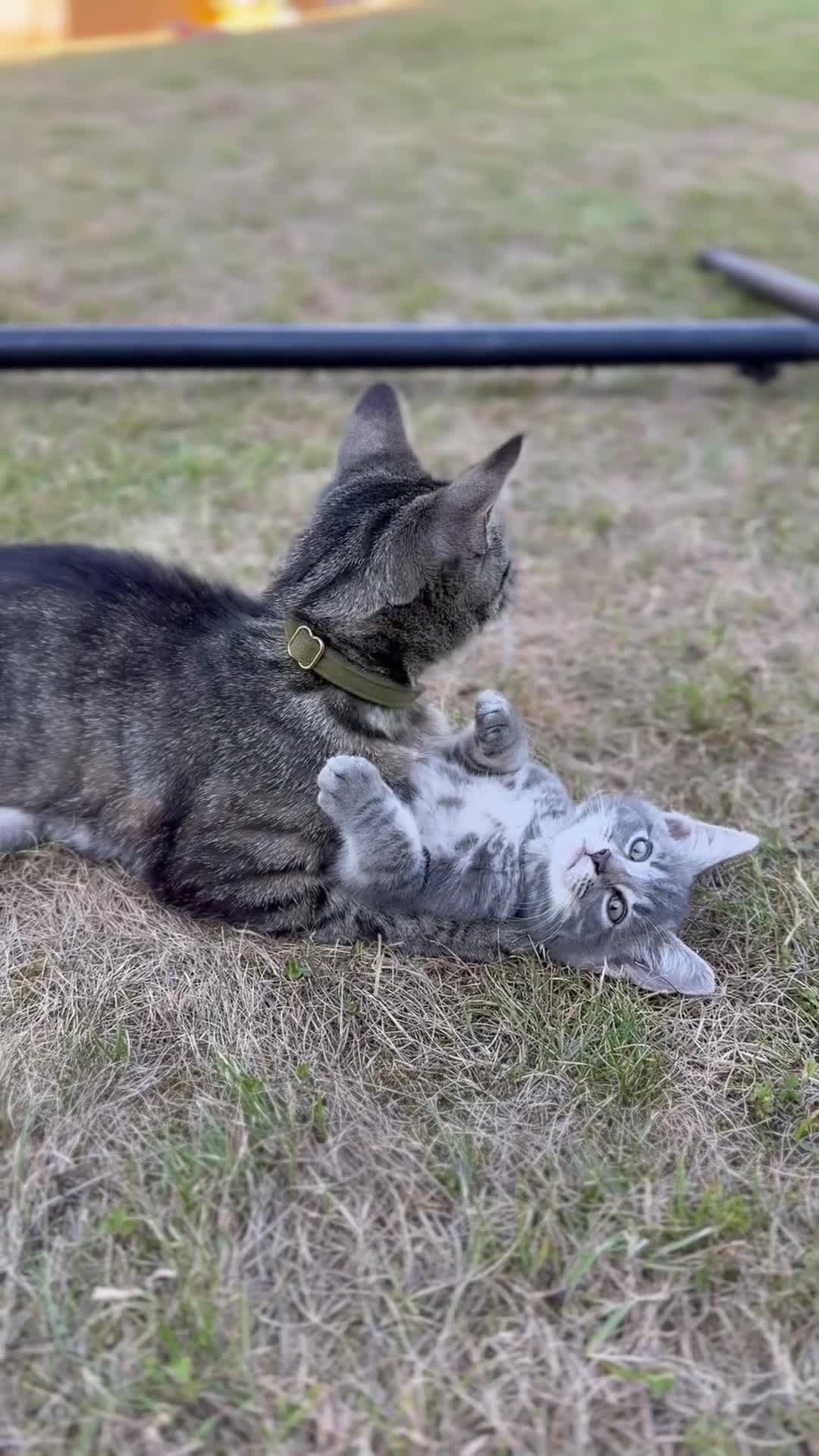 Mixed Breed cats for sale: Tabby - Video 1