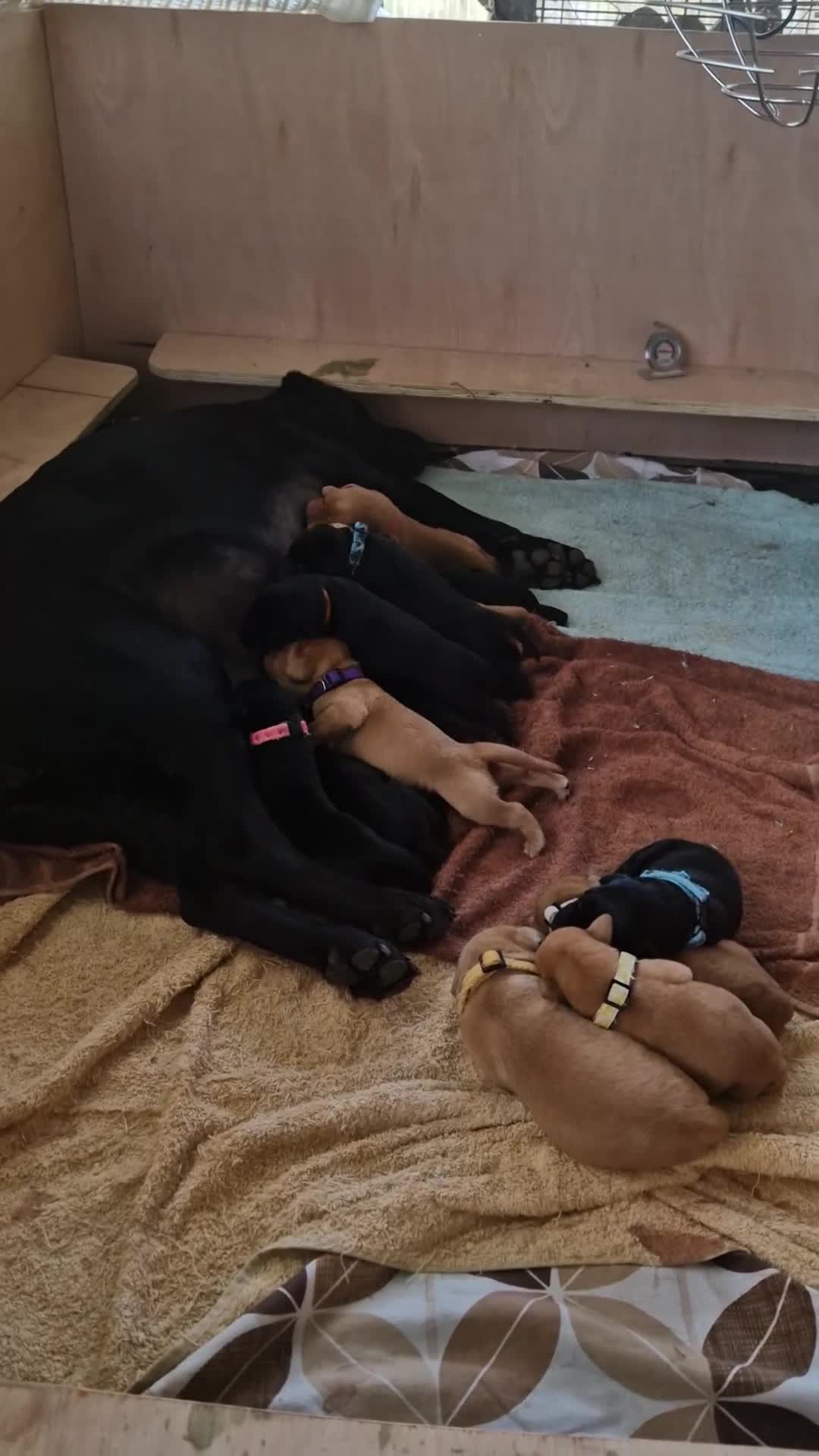 Labrador Retriever dogs for sale: 13 Red and Black Labrador puppies for sale in Ipswich - Video 2