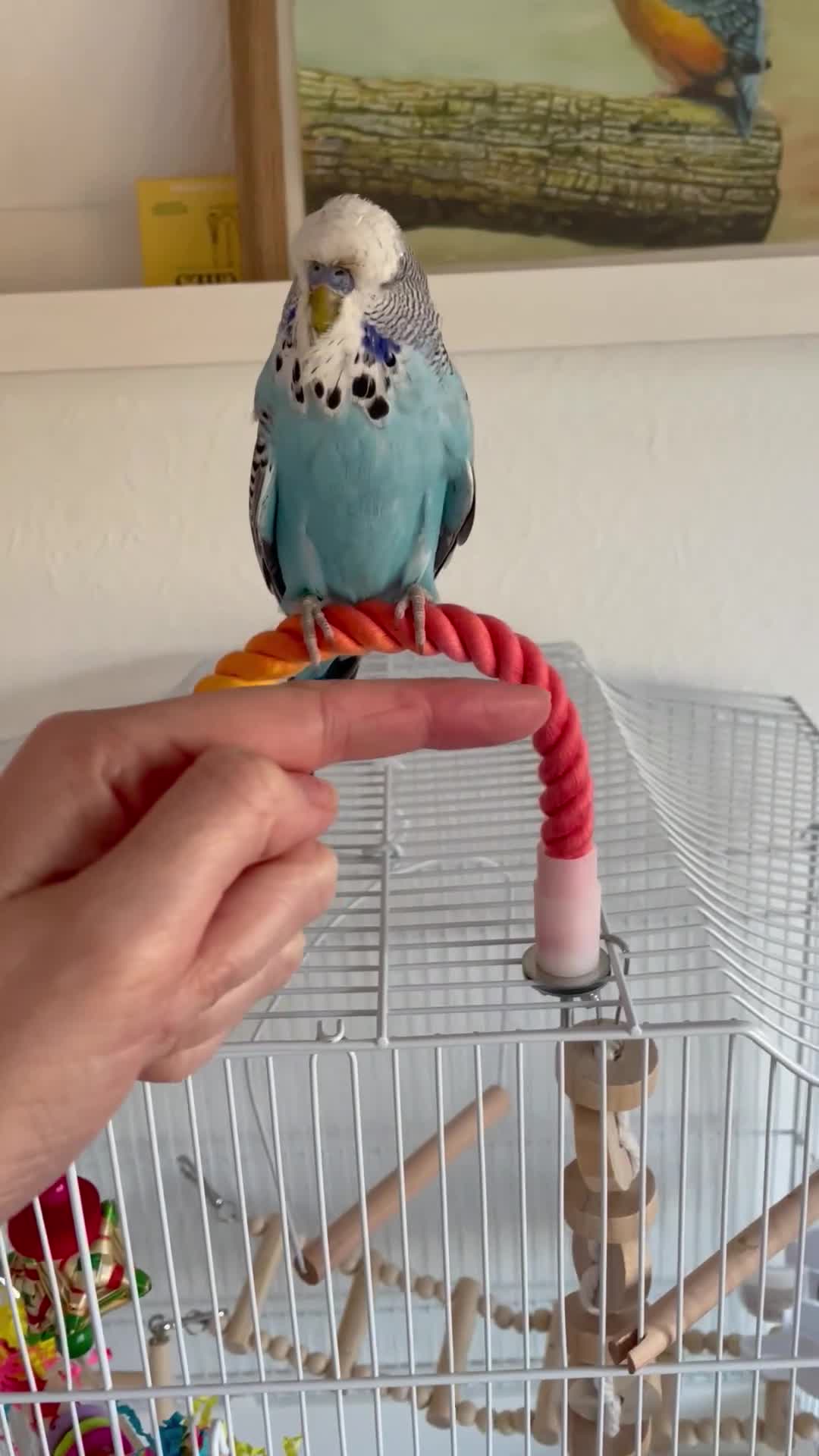 Budgerigars birds for sale: Hand tame baby male blue budgie cage food extras - Video 1