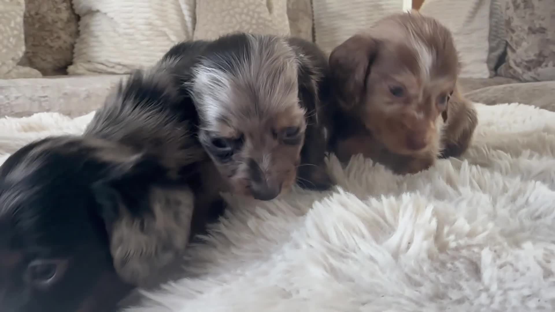 Miniature Dachshund dogs for sale: 🐾Mini long haired dachshunds🐾 - Video 1