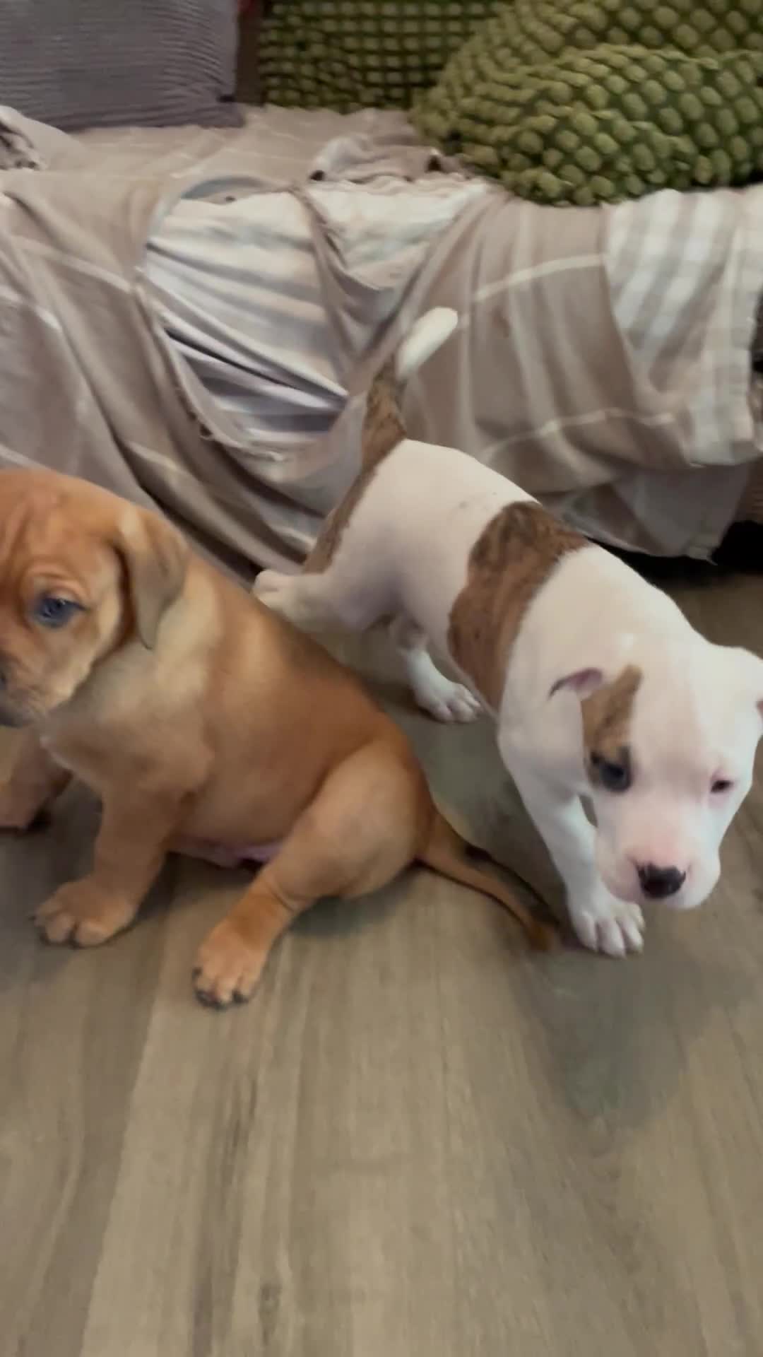 Mixed Breed dogs for sale: READY TO LEAVE! Presa X Doberman- 4 remaining!! - Video 3